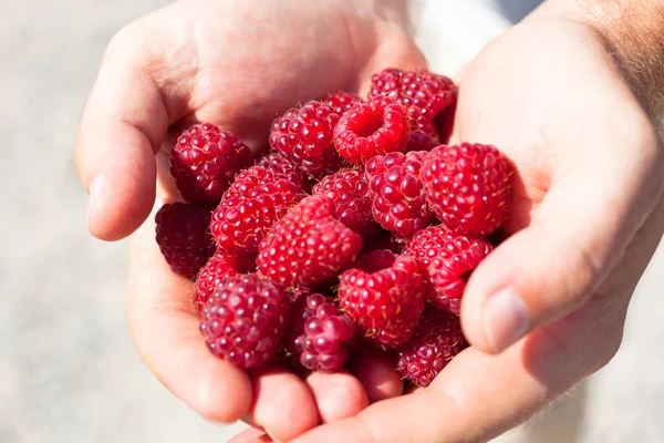 Hands holding red raspberries — Stock Photo, Image