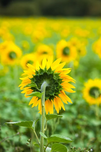 Zonnebloemen veld op het platteland. — Stockfoto