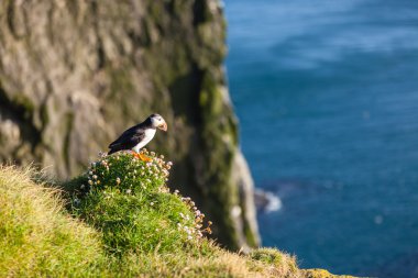 Batı İzlanda'Atlantik martı