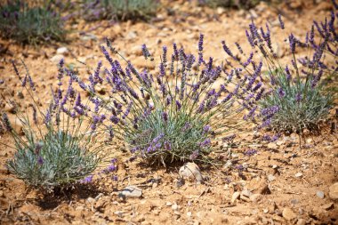 Lavanta alanını kapat