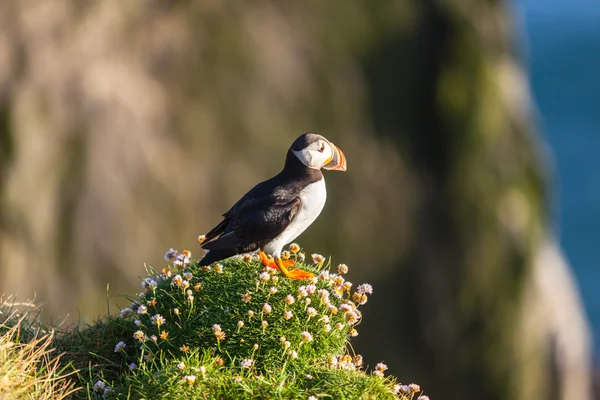 Puffin atlântico em Islândia Ocidental — Fotografia de Stock