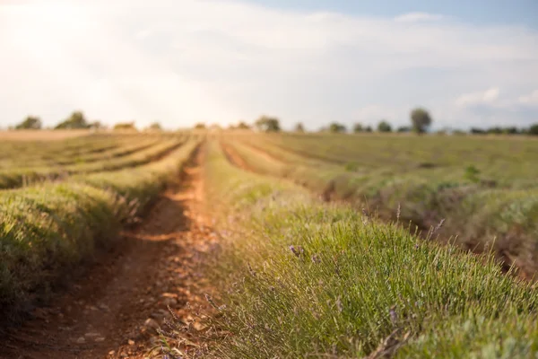 Campo de lavanda cosechado —  Fotos de Stock