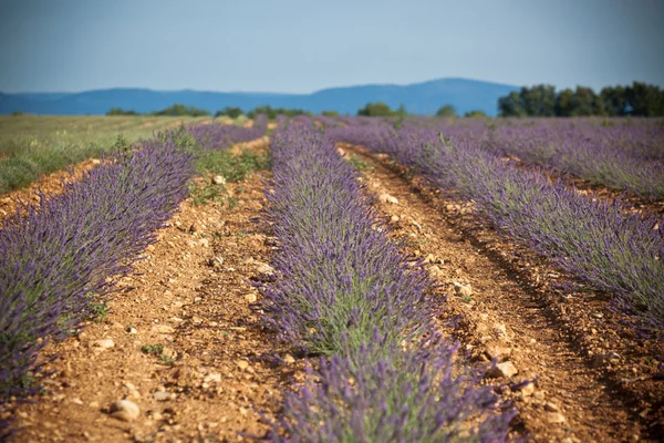 Campo de lavanda de verão em Provence, França — Fotografia de Stock