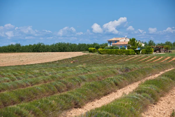 Casa rural em campo de lavanda colhida — Fotografia de Stock