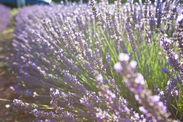 Fechar do campo de lavanda — Fotografia de Stock