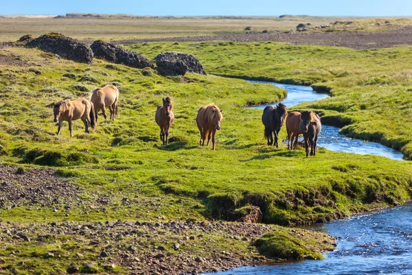 Caballos en un campo verde —  Fotos de Stock