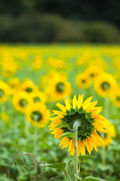 Girasoli Campo in campagna — Foto Stock