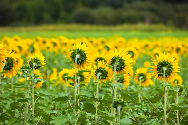 Girasoli Campo in campagna — Foto Stock