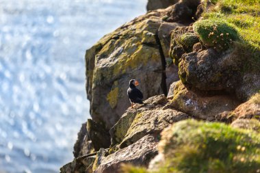 Batı İzlanda'Atlantik martı