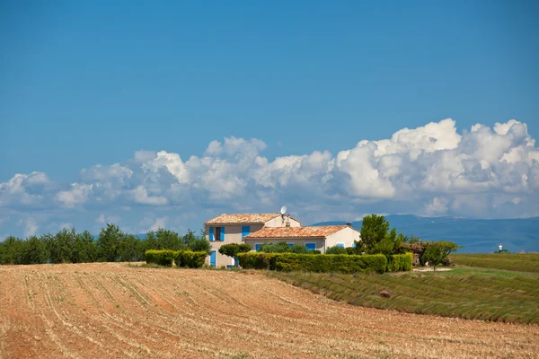 Campo de lavanda colhido — Fotografia de Stock