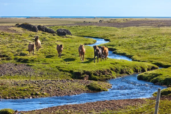 Cavalli in un campo verde — Foto Stock