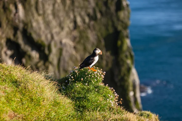 Atlantic puffin in Western Iceland — Stock Photo, Image