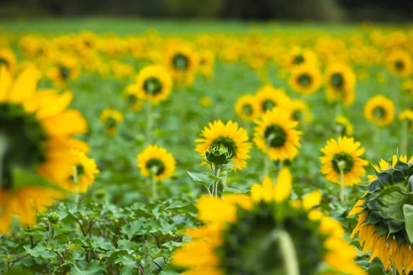Sonnenblumenfeld auf dem Land — Stockfoto