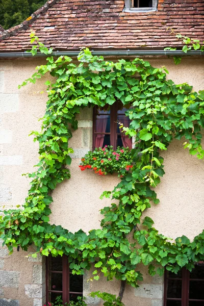 Façade de maison avec raisins grimpants — Photo