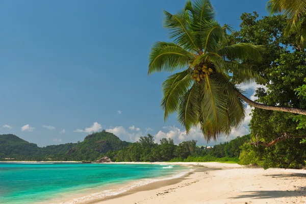 Tropiska stranden på Mahe island — Stockfoto