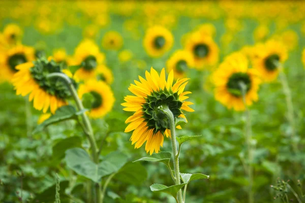 Slunečnice pole v přírodě — Stock fotografie