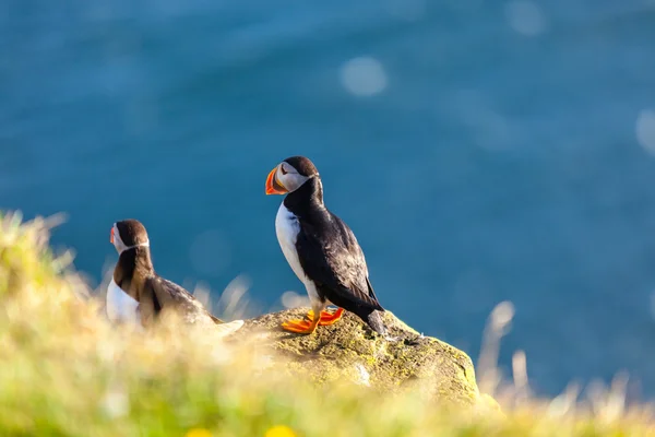 Atlantic puffin in Western Iceland — Stock Photo, Image