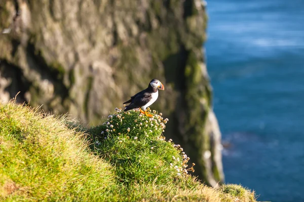 Frailecillo atlántico en Islandia Occidental — Foto de Stock