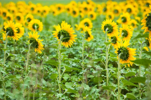 Girasoli Campo in campagna — Foto Stock