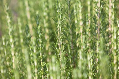 Taze biberiye bitki büyüyen