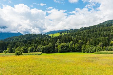Alpen yatay, sarı bir alan