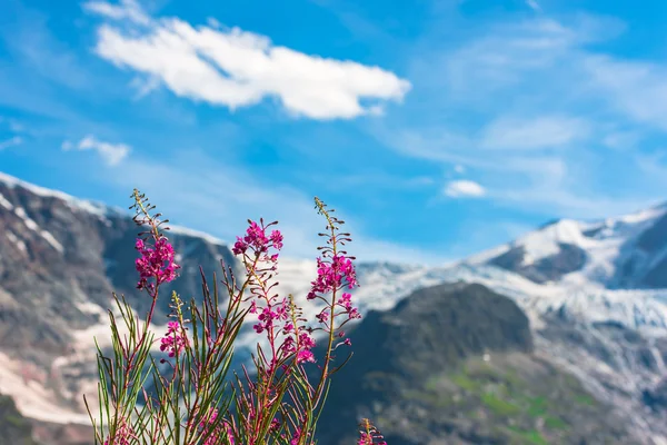 Zwitserse antipersoneelmijnen met wild roze bloemen — Stockfoto