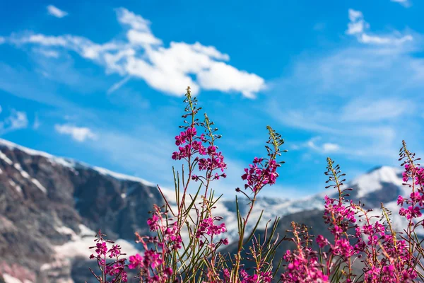 Swiss Apls with wild pink flowers — Stock Photo, Image