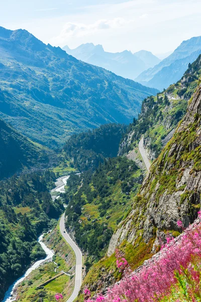 Zwitserse antipersoneelmijnen bekijken met wild roze bloemen — Stockfoto