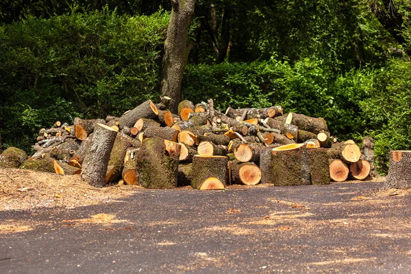 Gran pila de troncos de madera — Foto de Stock