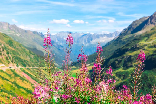 Apls suíços com flores rosa selvagens — Fotografia de Stock