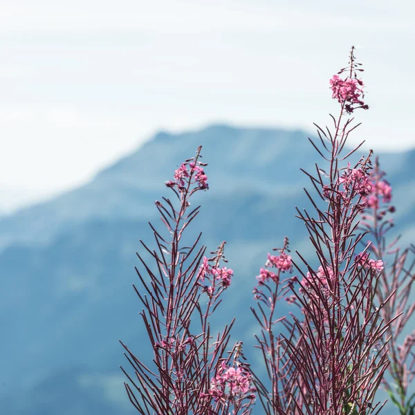 Ελβετική Apls με άγρια ροζ λουλούδια — Φωτογραφία Αρχείου