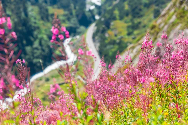 Apls suíços com flores rosa selvagens — Fotografia de Stock