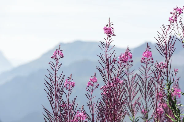 Ελβετική Apls με άγρια ροζ λουλούδια — Φωτογραφία Αρχείου