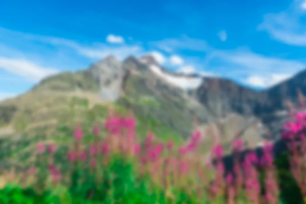 Schweiziska antipersonella minor med vilda rosa blommor — Stockfoto