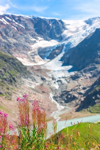 Zwitserse antipersoneelmijnen met wild roze bloemen — Stockfoto