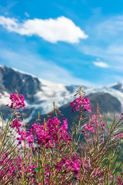 스위스 Apls 와일드 핑크 꽃 — 스톡 사진