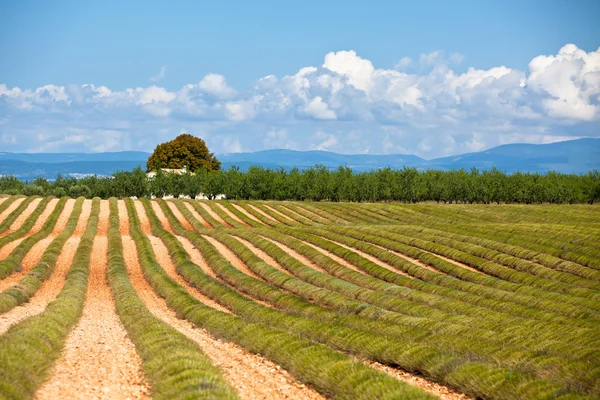 Vakantiehuis in een geoogste Lavendel veld — Stockfoto