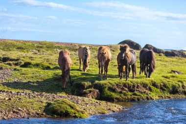 Yeşil tarlada atlar