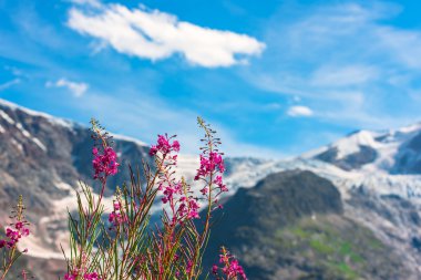 İsviçre Apls vahşi pembe çiçekli