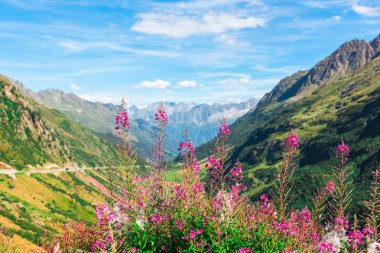 İsviçre Apls vahşi pembe çiçekli