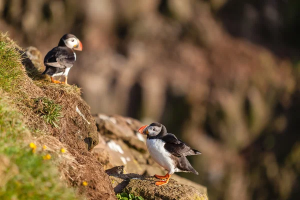 Puffin atlântico em Islândia Ocidental — Fotografia de Stock