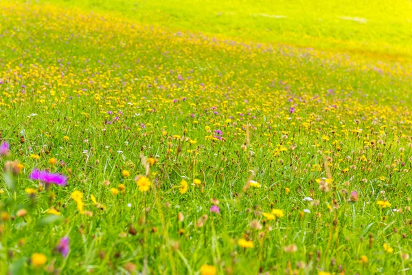 Blommor på en äng i en solig dag — Stockfoto