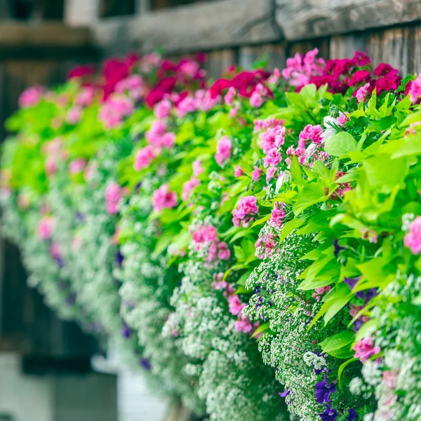 ルツェルンのカペル橋の上の花 — ストック写真