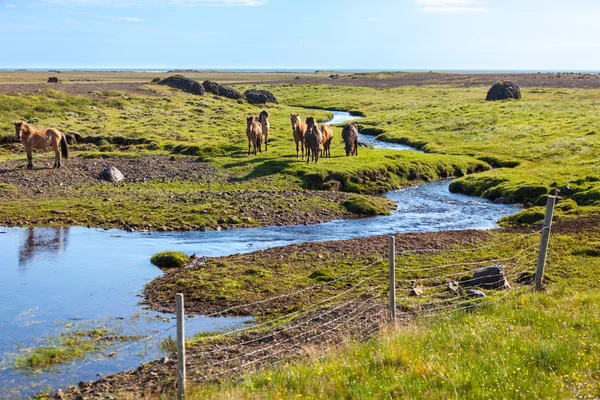 Horses in a green field of grass — Stock Photo, Image