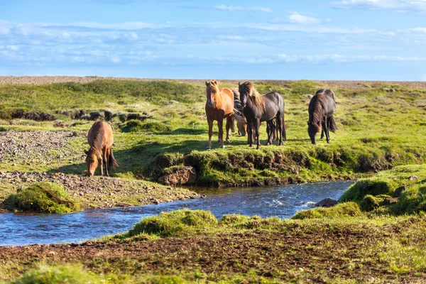 Лошади в зеленом поле — стоковое фото