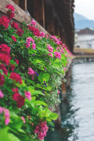 Flores sobre El Puente de la Capilla en Lucerna — Foto de Stock