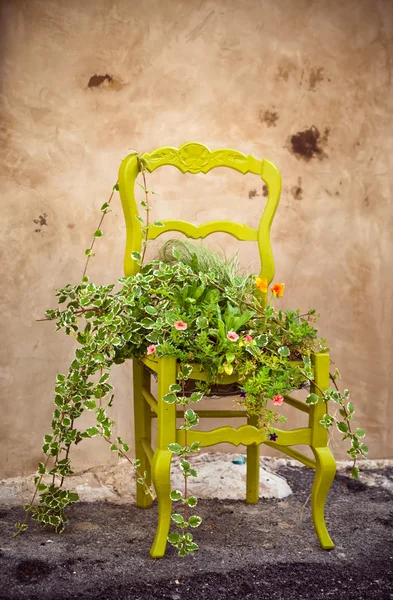 Cama de flores en una silla como decoración para el hogar —  Fotos de Stock