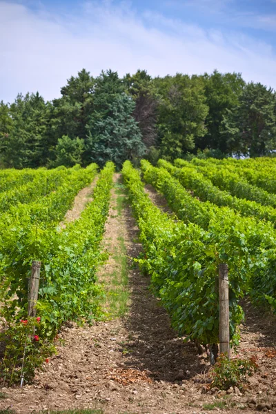 Rows of Vineyard Field in Southern France — Stock Photo, Image