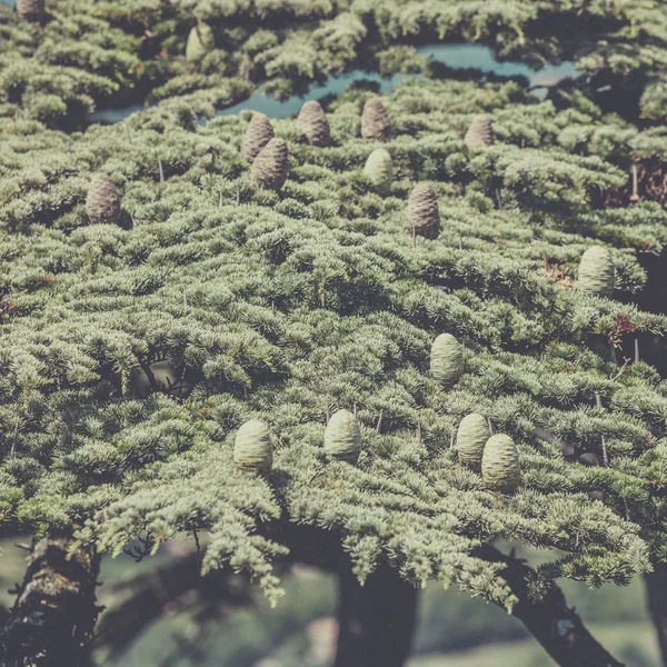 Jeunes pousses de pins dans la forêt printanière — Photo