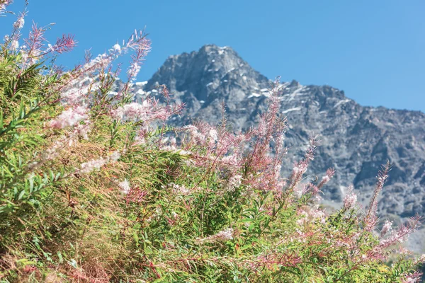 Apls suíços com flores rosa selvagens — Fotografia de Stock